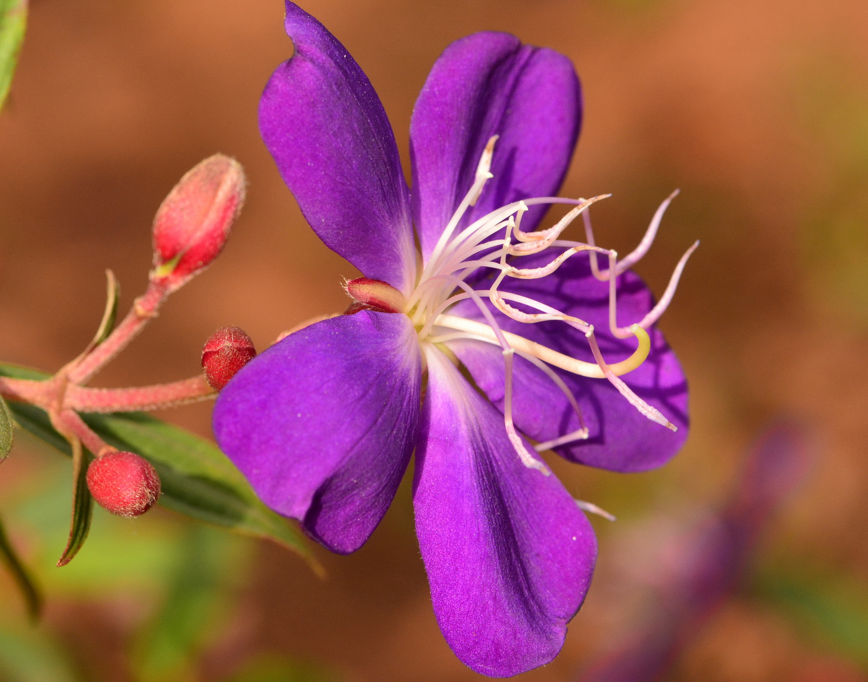 孔清华 巴西野牡丹Tibouchina semidecandra Cogn._调整大小.JPG