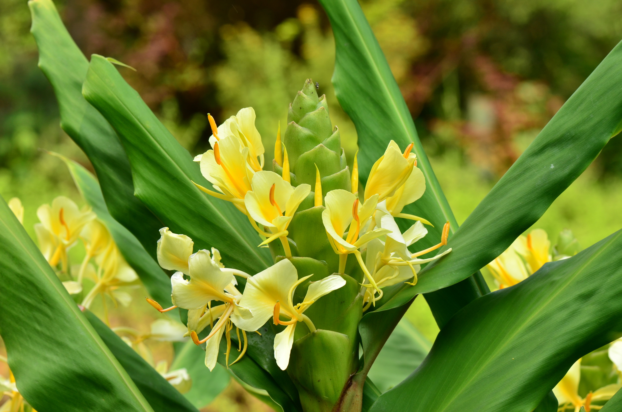 刘健 黄姜花 Hedychium flavum_调整大小.JPG