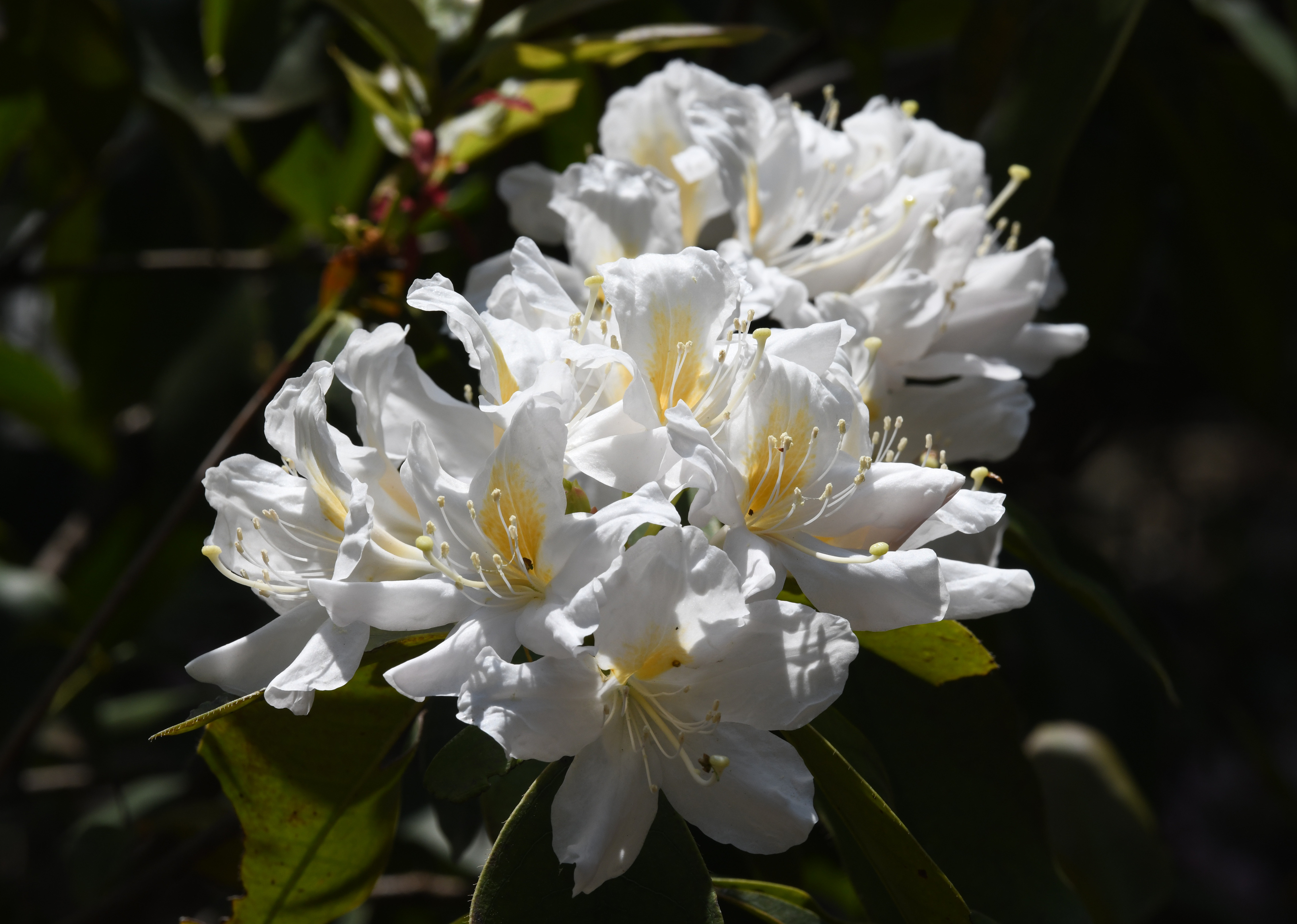 鹿角杜鹃Rhododendron latoucheae.jpg