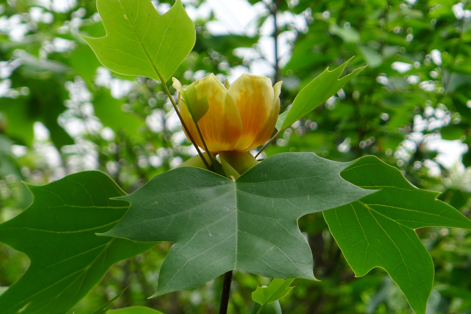 北美鹅掌楸（每周一花）_调整大小.jpg